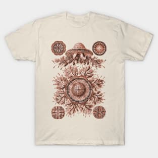 Ernst Haeckel Discomedusae Jellyfish Plate 28 Coral T-Shirt